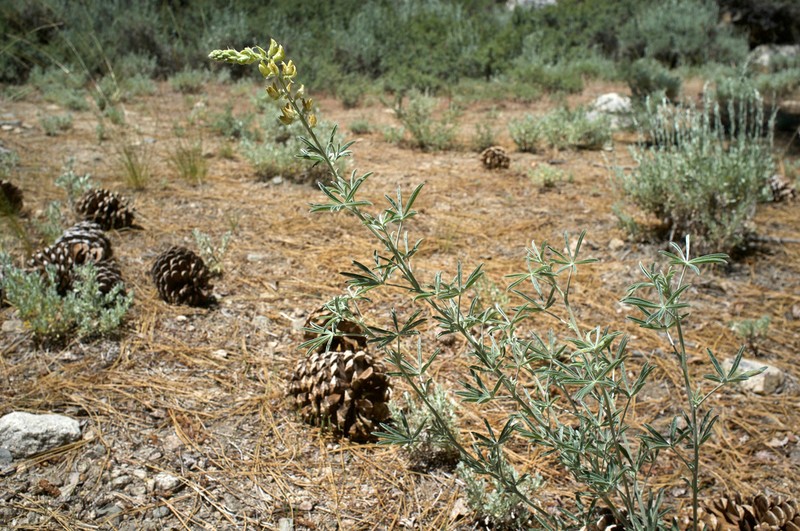 Dedecker Lupine photo 7