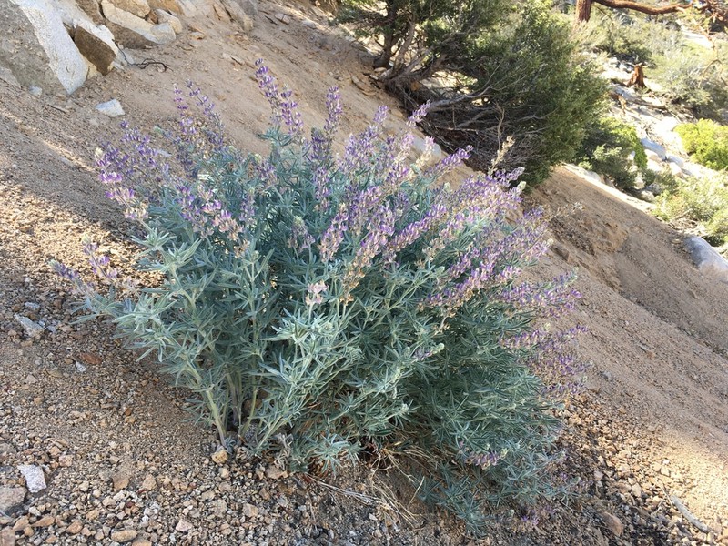 Dedecker Lupine photo 8