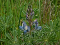 Lupinus palaestinus