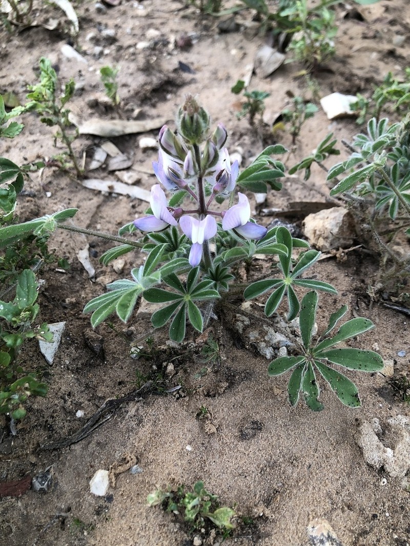 Lupinus palaestinus photo 2