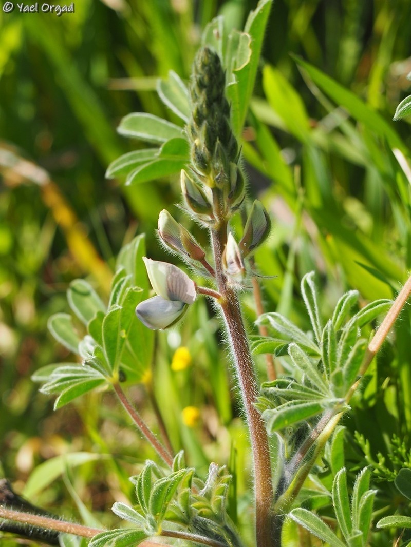 Lupinus palaestinus photo 3