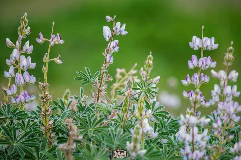 Lupinus palaestinus photo 4