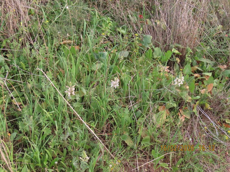 Lupinus palaestinus photo 5