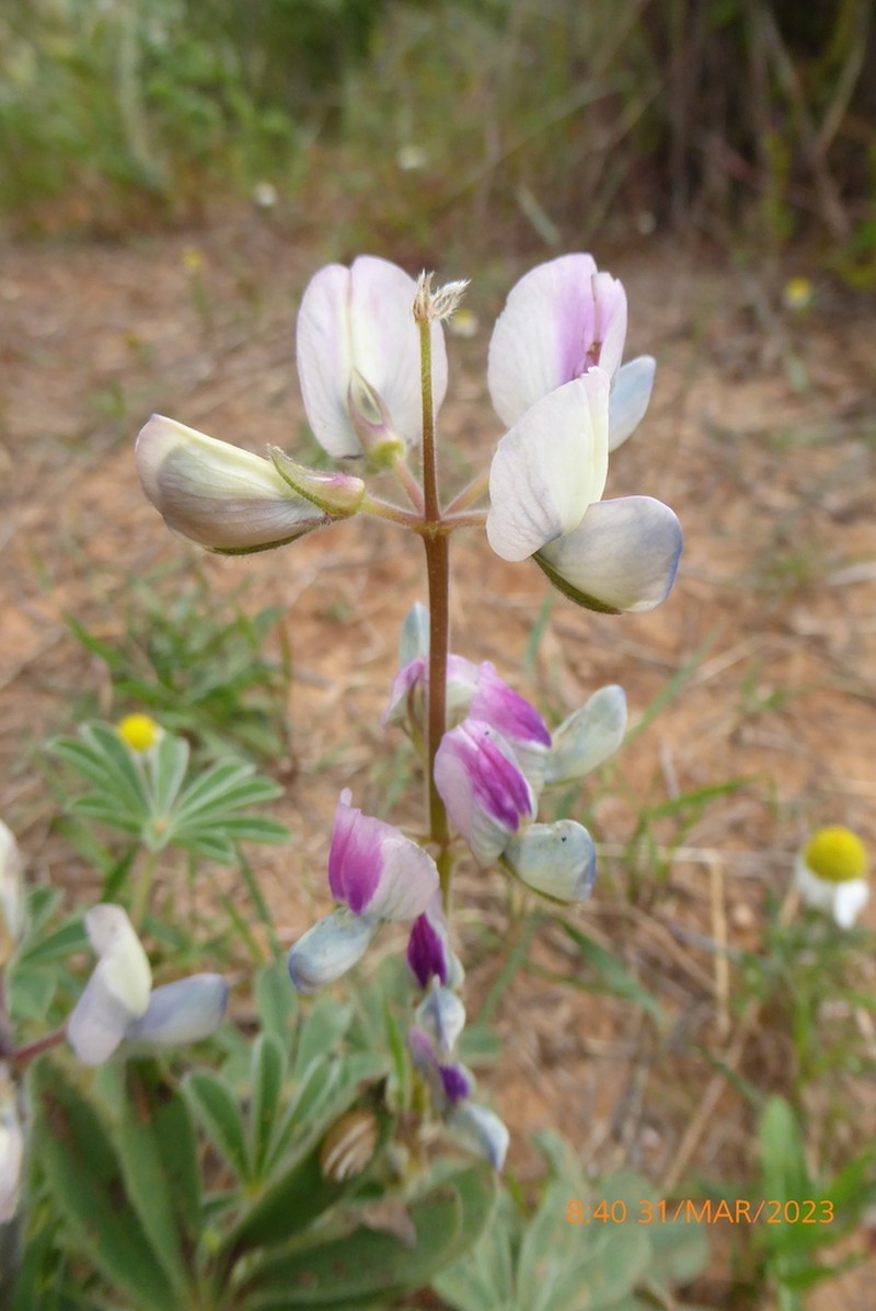Lupinus palaestinus photo 6
