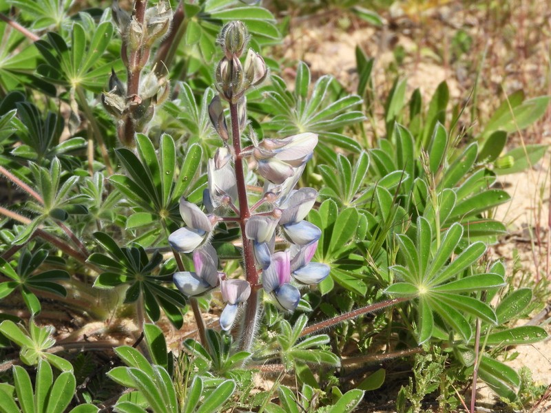Lupinus palaestinus photo 7