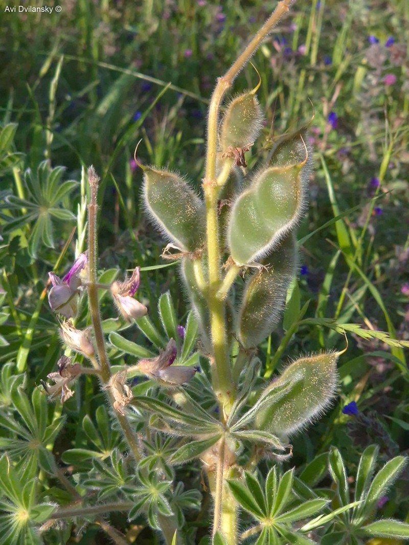 Lupinus palaestinus photo 8