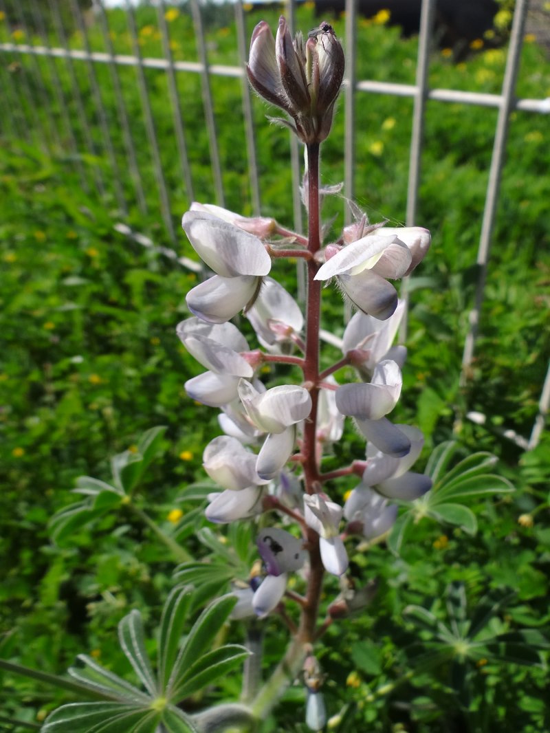 Lupinus palaestinus