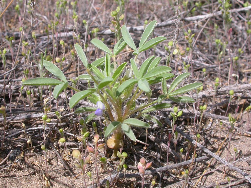 Pale Desert Lupine
