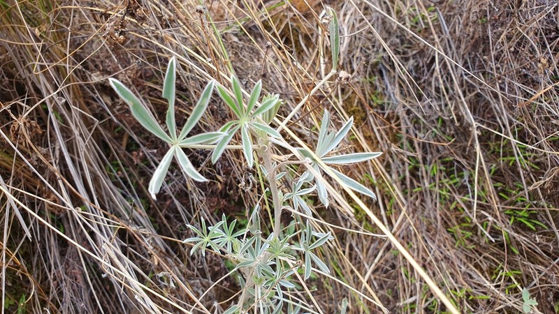 Lupinus paniculatus photo 2