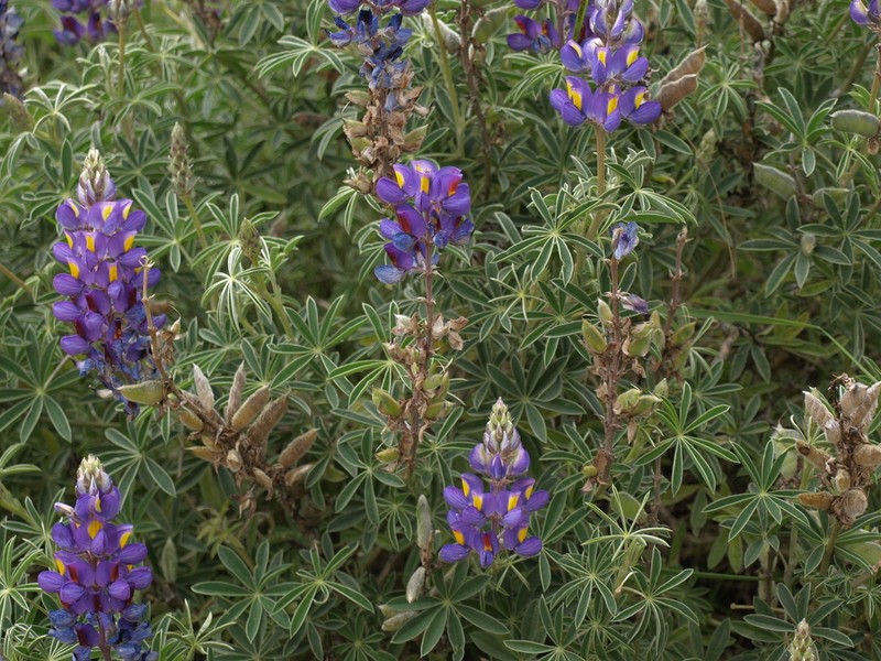 Lupinus paniculatus photo 3