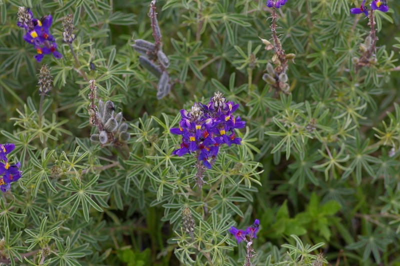 Lupinus paniculatus photo 4