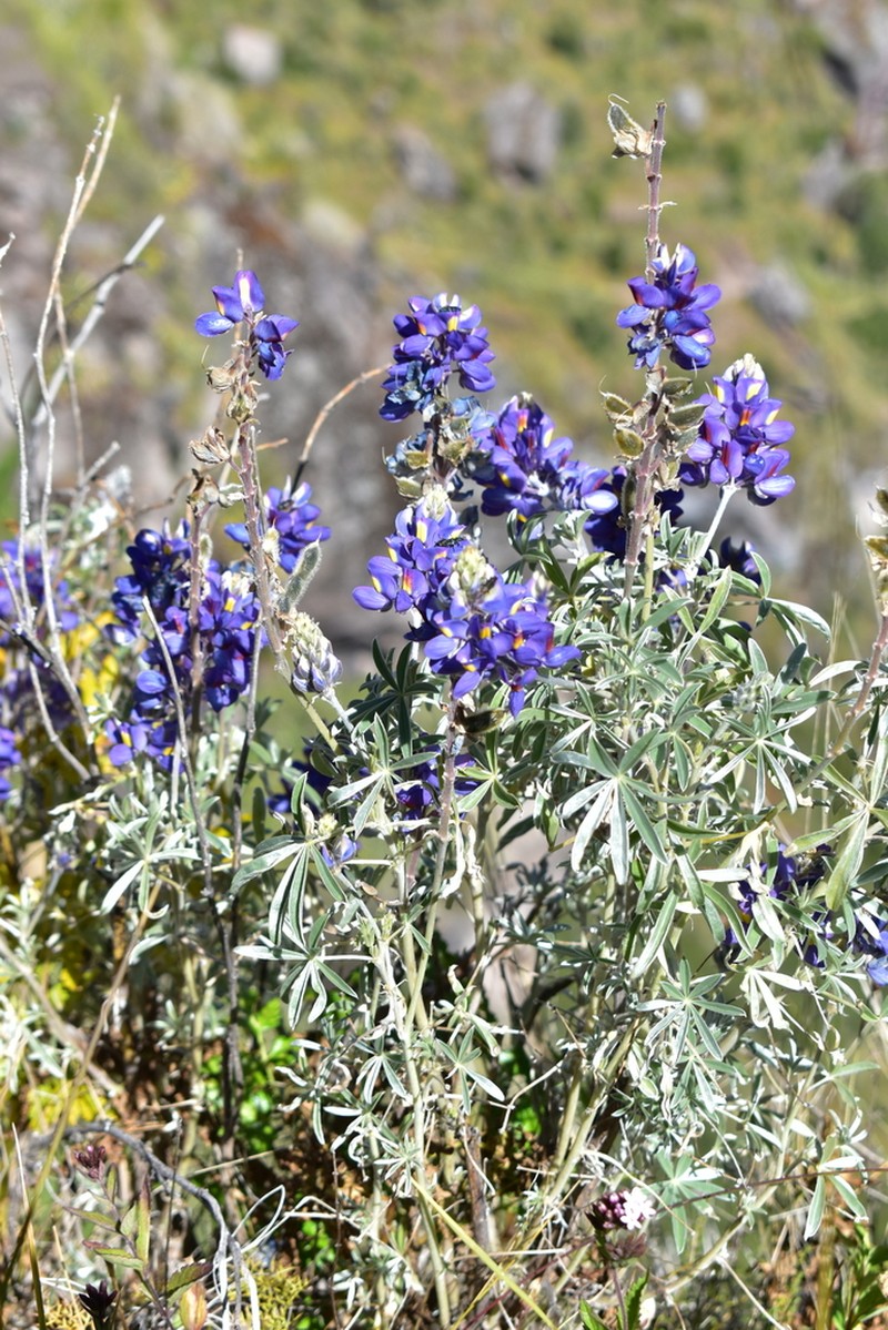 Lupinus paniculatus photo 5