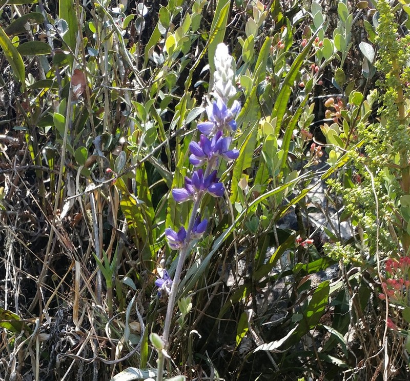 Lupinus paniculatus photo 6