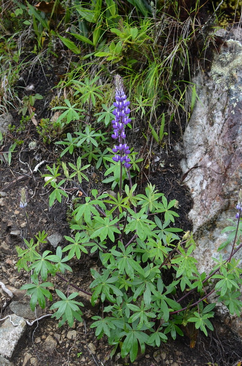 Lupinus paniculatus photo 8