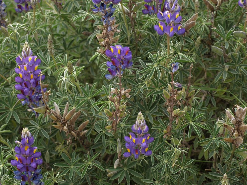 Lupinus paniculatus var. paniculatus