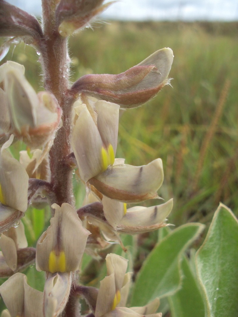 Lupinus paraguariensis