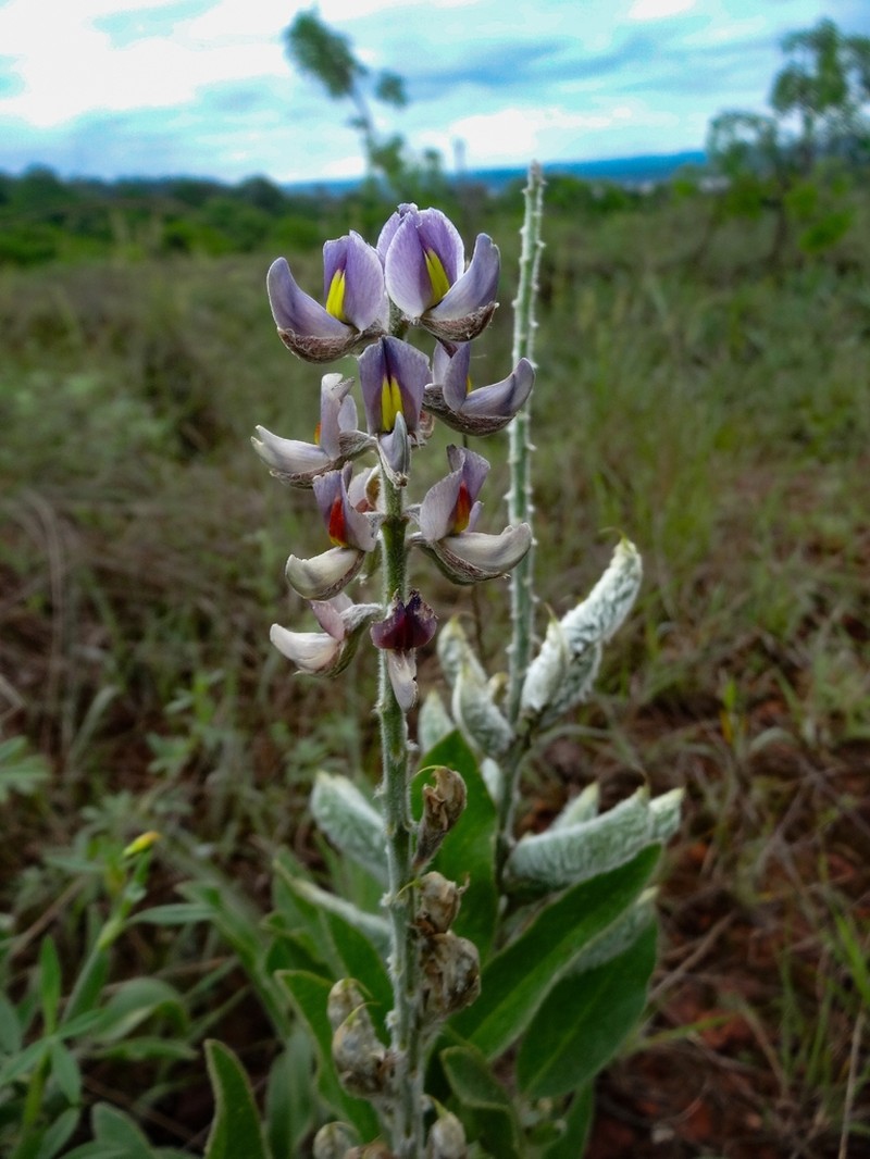 Lupinus paraguariensis photo 2