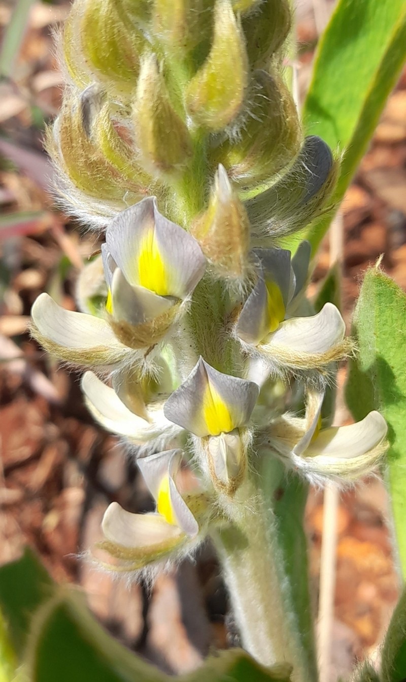 Lupinus paraguariensis photo 3