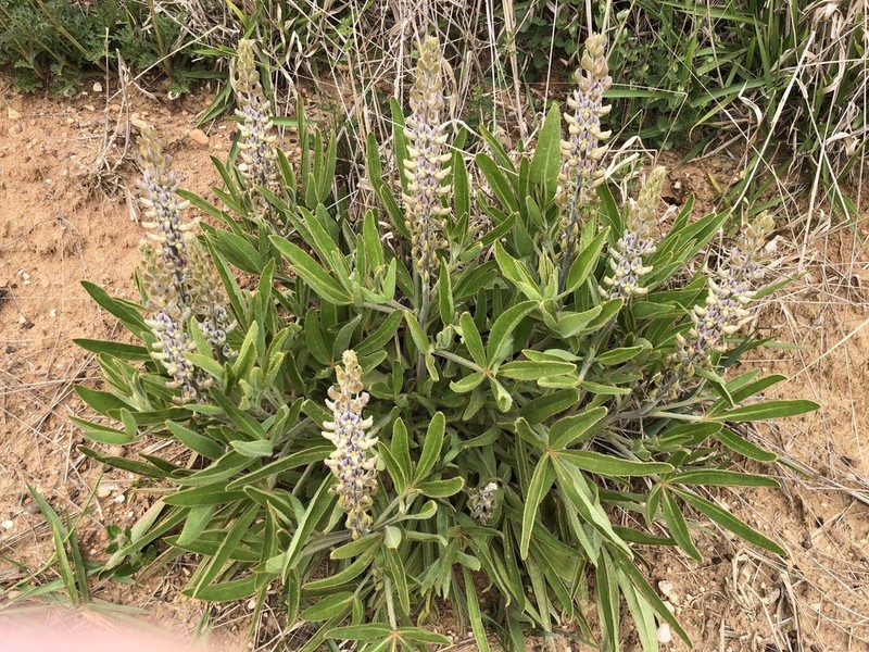 Lupinus paraguariensis photo 4