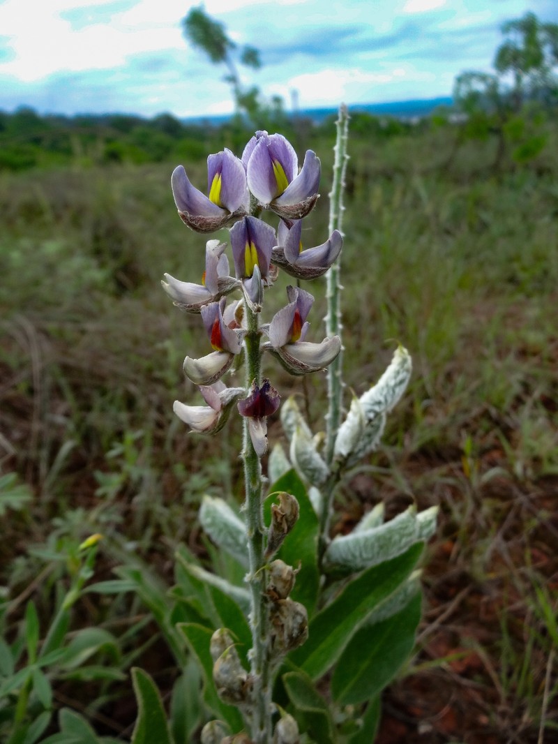 Lupinus paraguariensis photo 6