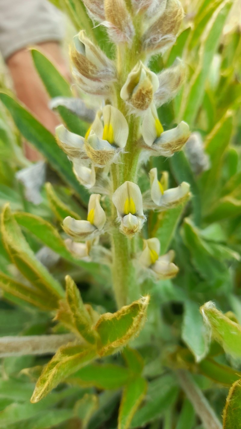 Lupinus paraguariensis photo 7