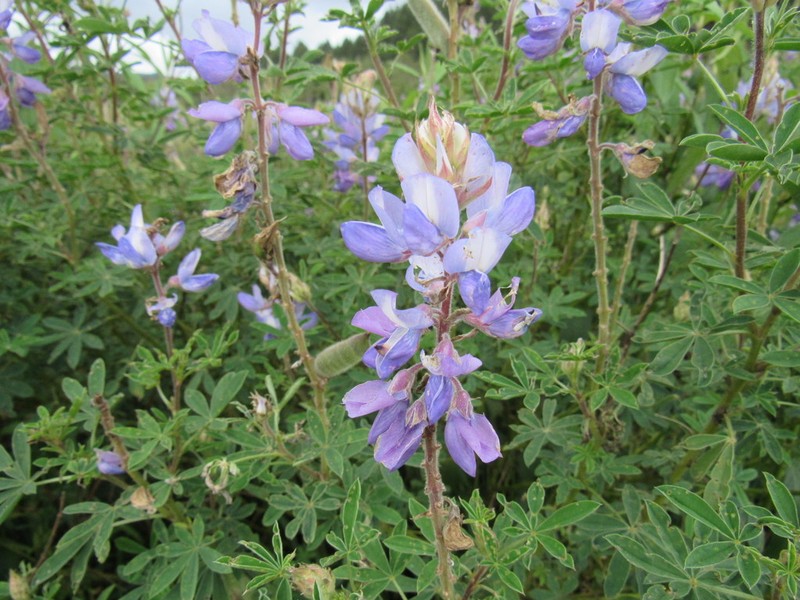 Lupinus paranensis