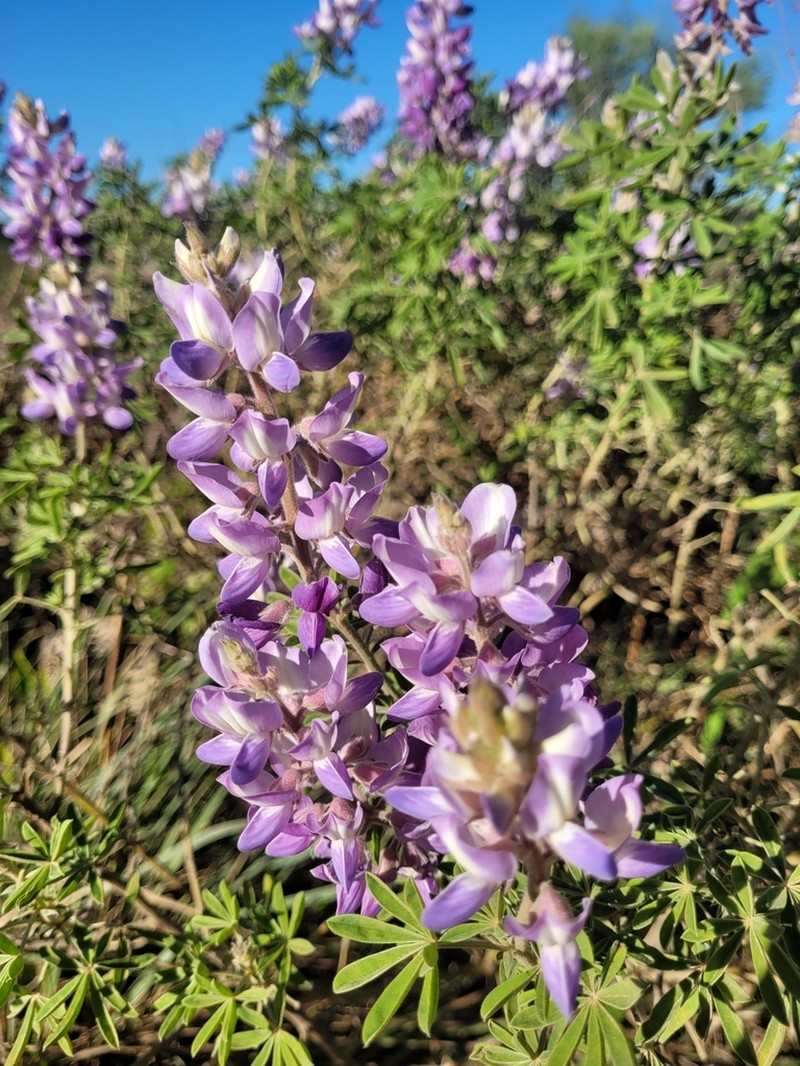 Lupinus paranensis photo 2