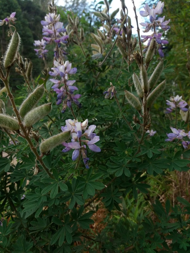 Lupinus paranensis photo 3