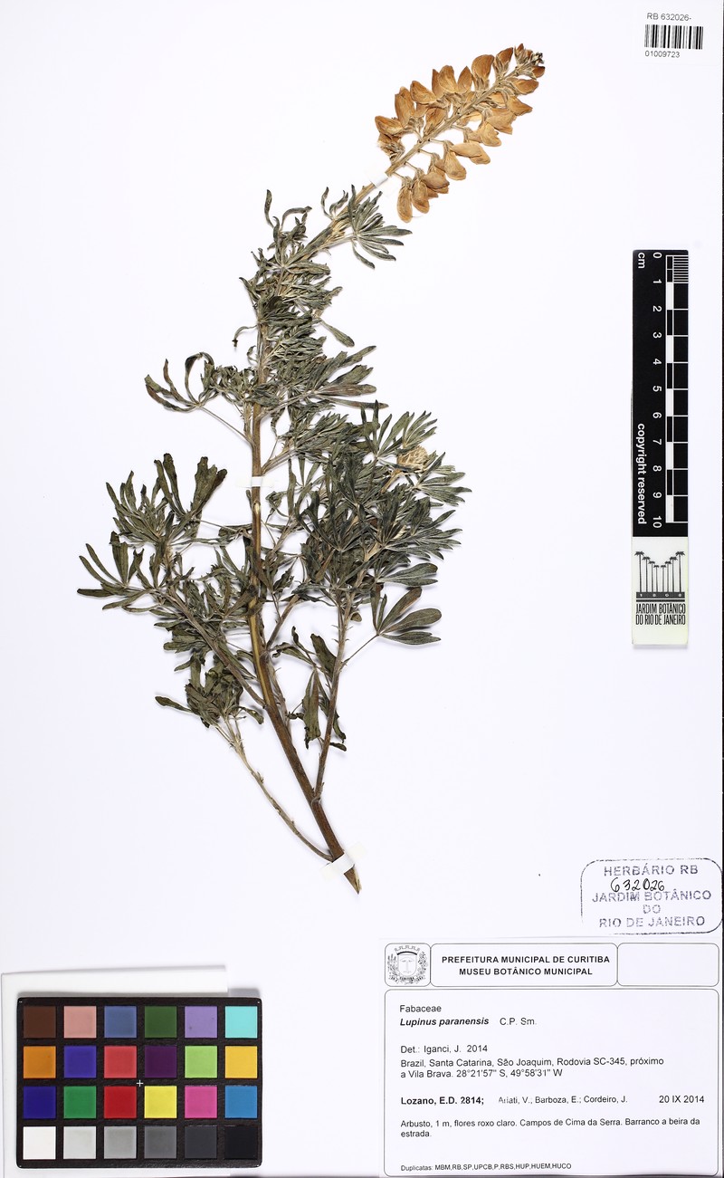 Lupinus paranensis photo 5