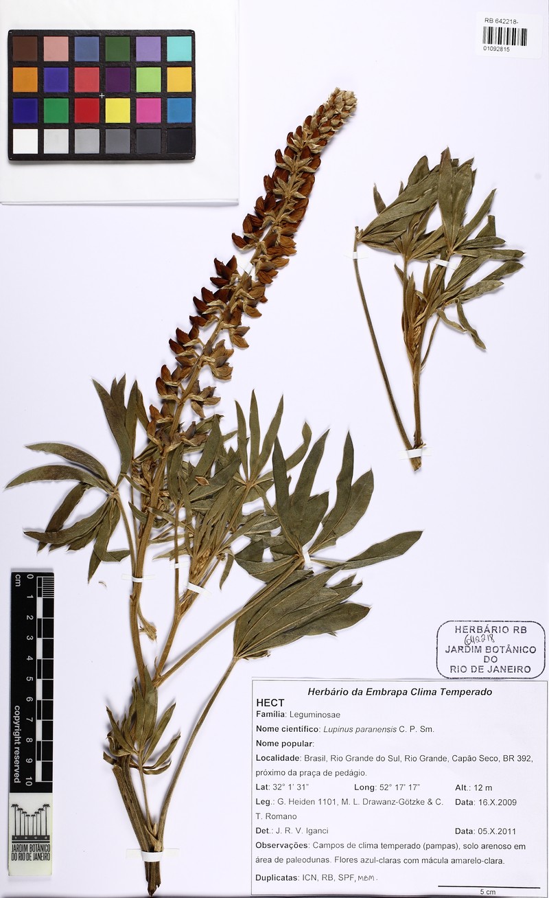 Lupinus paranensis photo 6