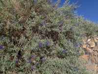 Lupinus paruroensis