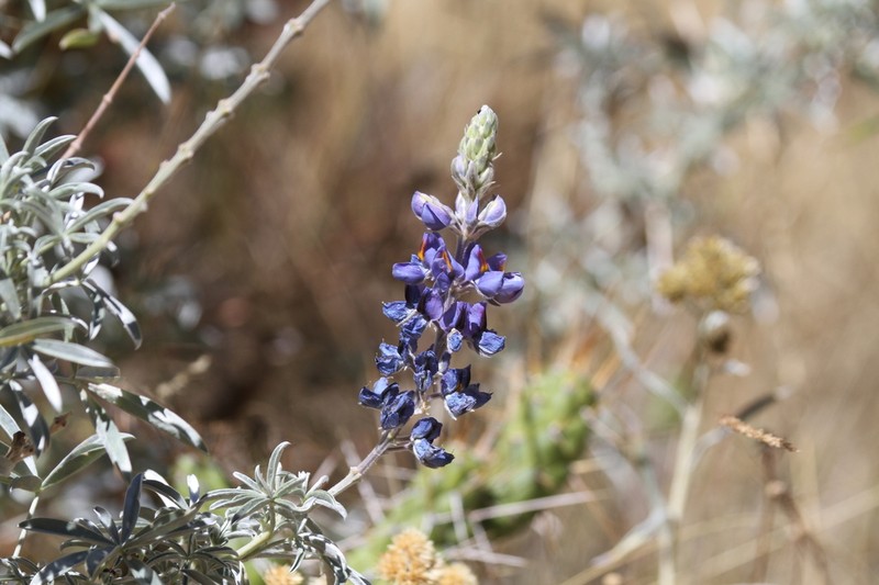 Lupinus paruroensis photo 2