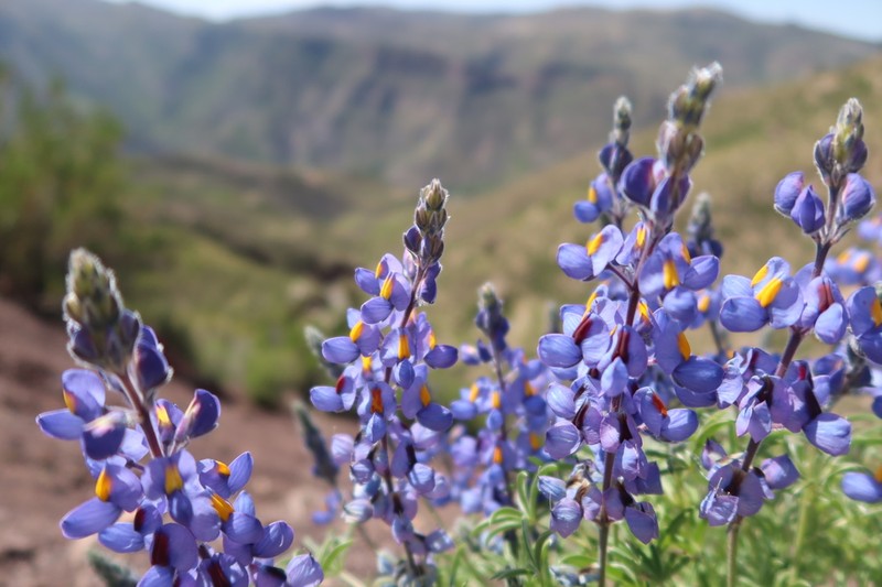 Lupinus paruroensis photo 3