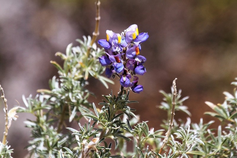 Lupinus paruroensis photo 4