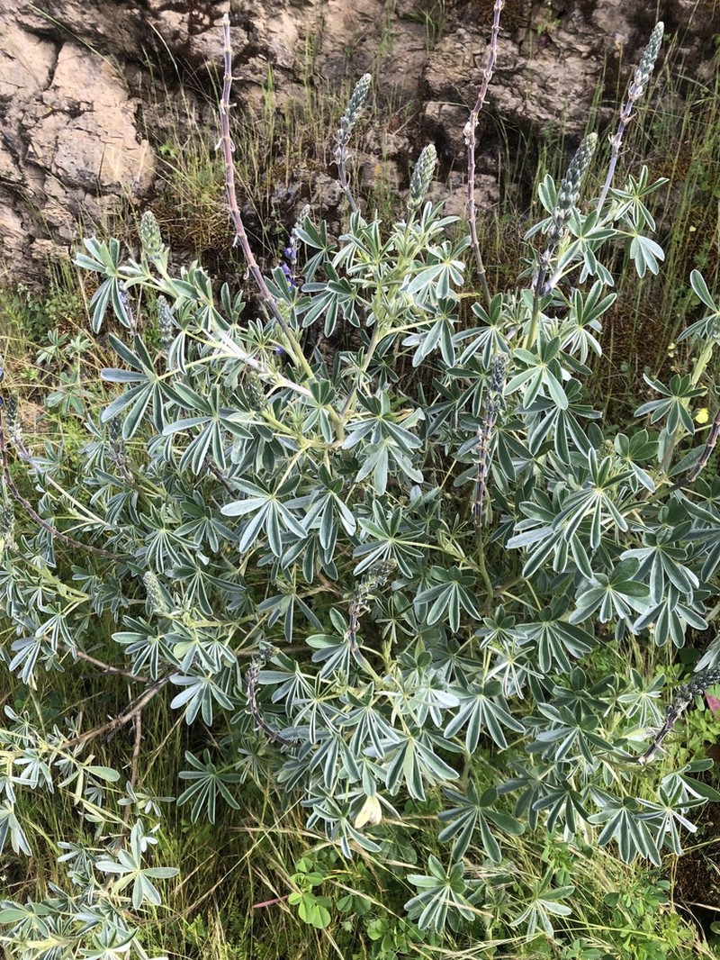 Lupinus paruroensis photo 5