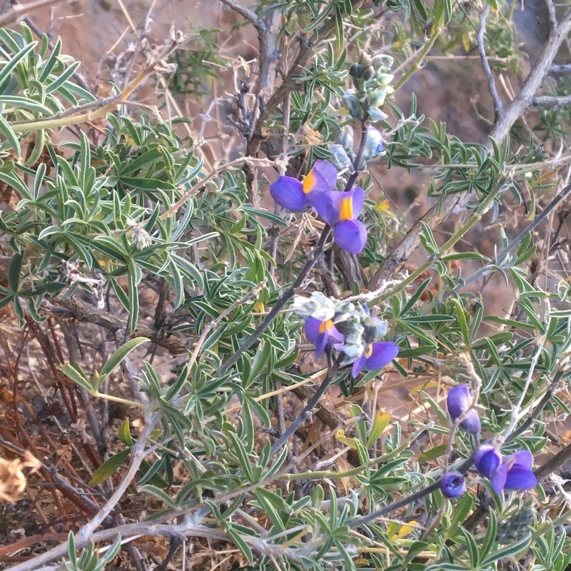 Lupinus paruroensis photo 6