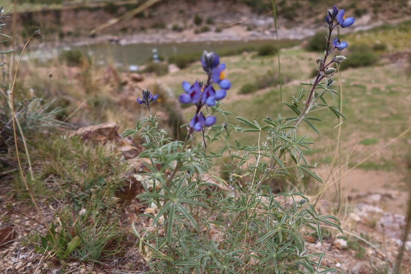 Lupinus paruroensis photo 7