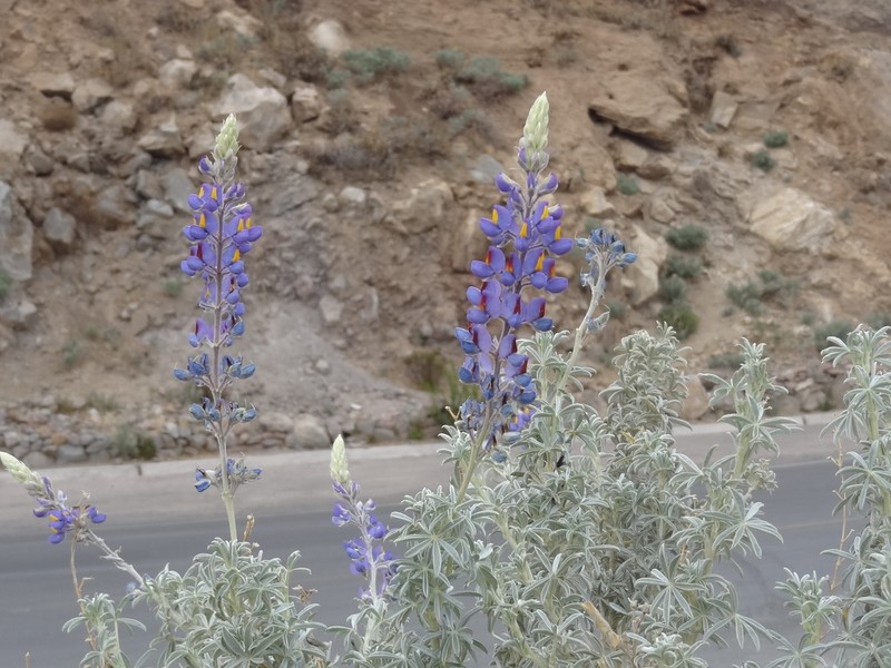 Lupinus paruroensis photo 8