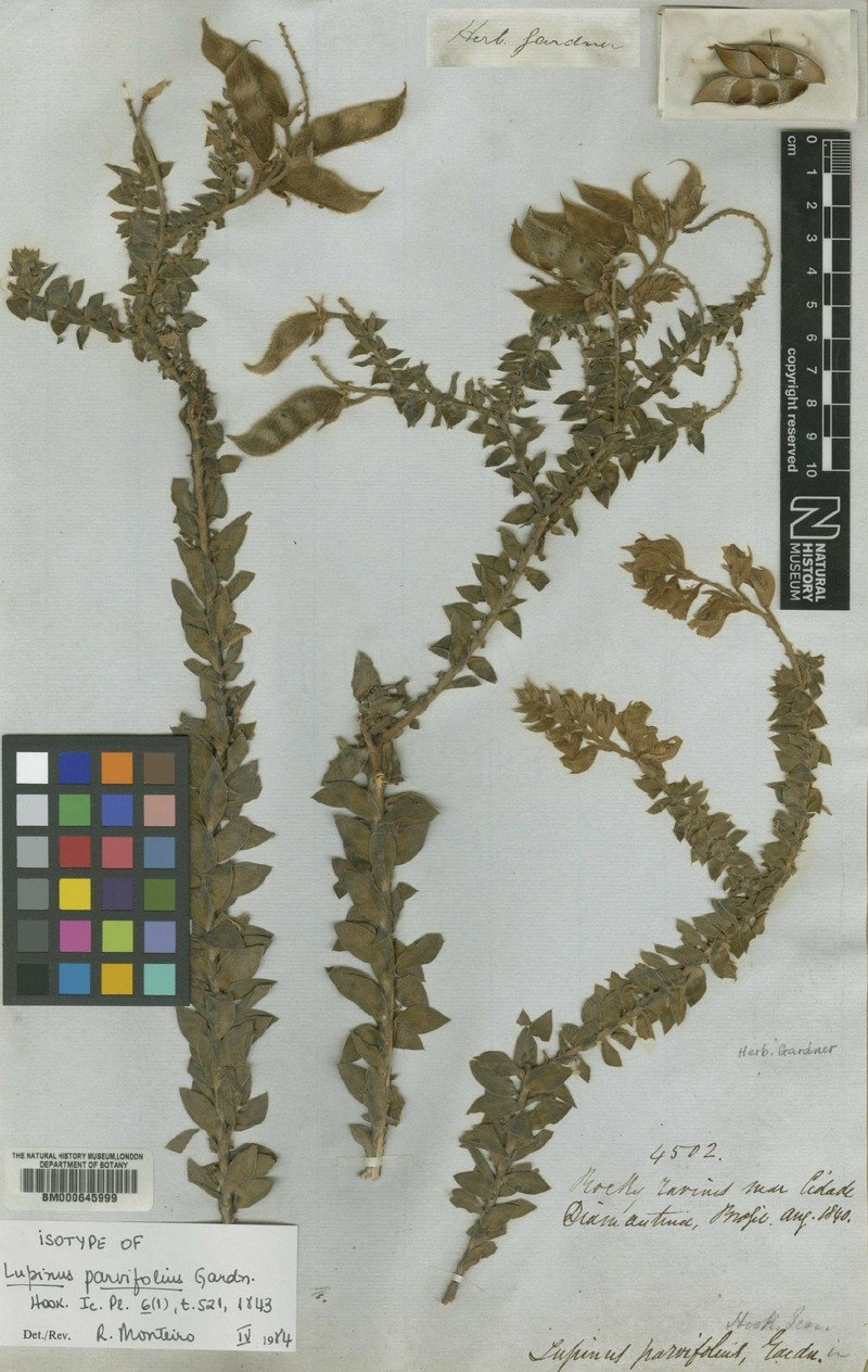 Lupinus parvifolius