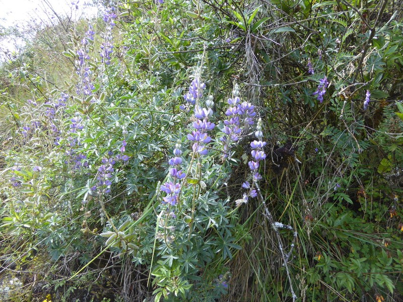Lupinus paucartambensis