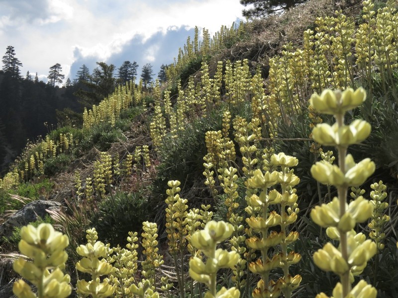 Long Lupine photo 2