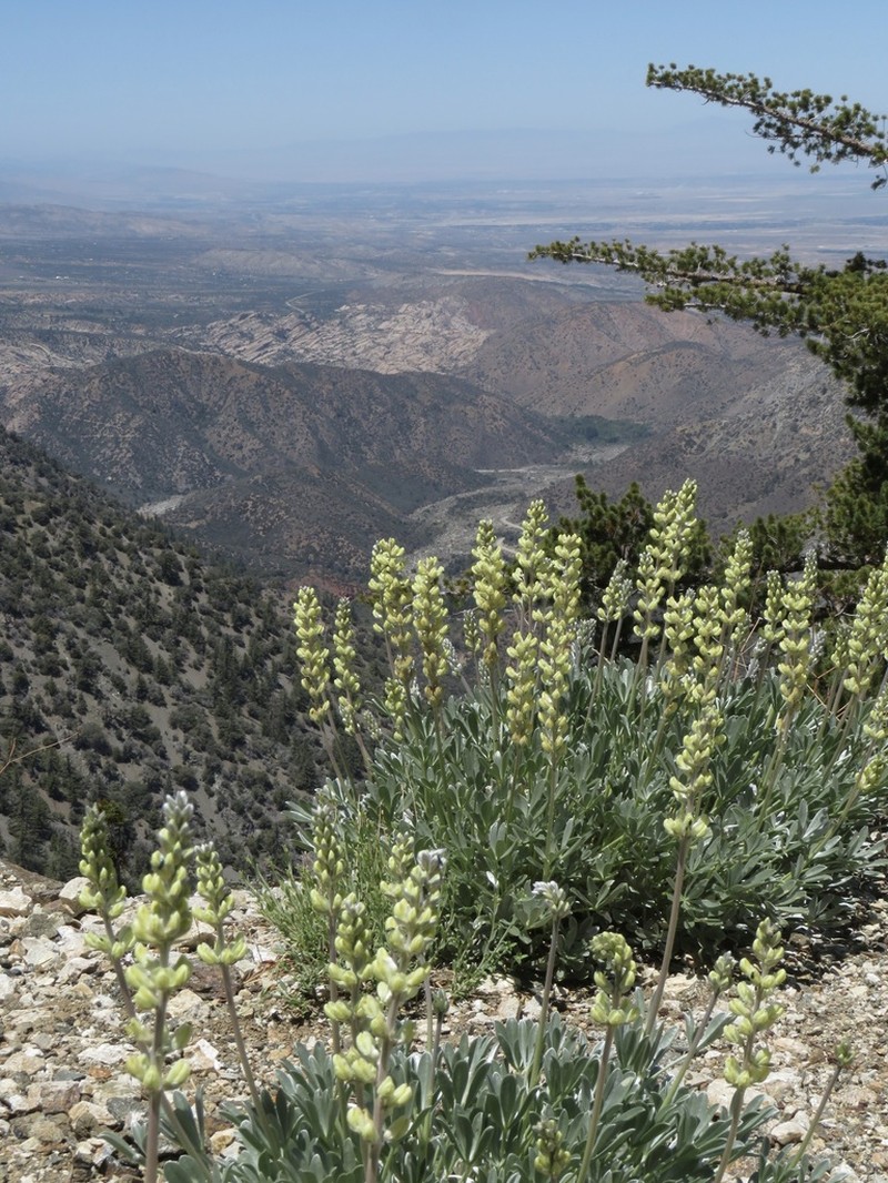 Long Lupine photo 3