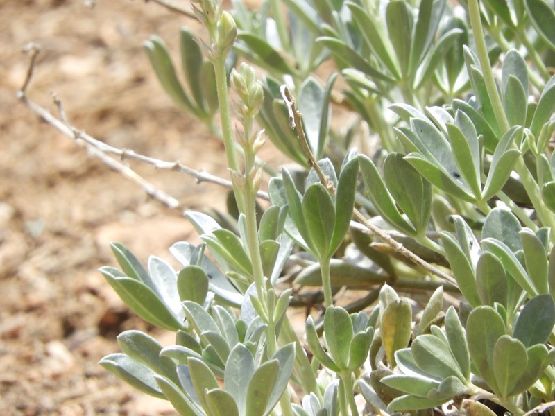 Long Lupine photo 4