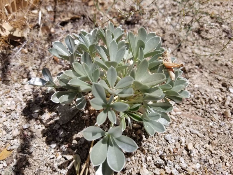 Long Lupine photo 5