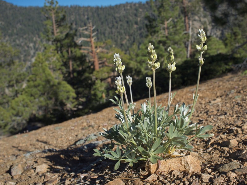 Long Lupine photo 6