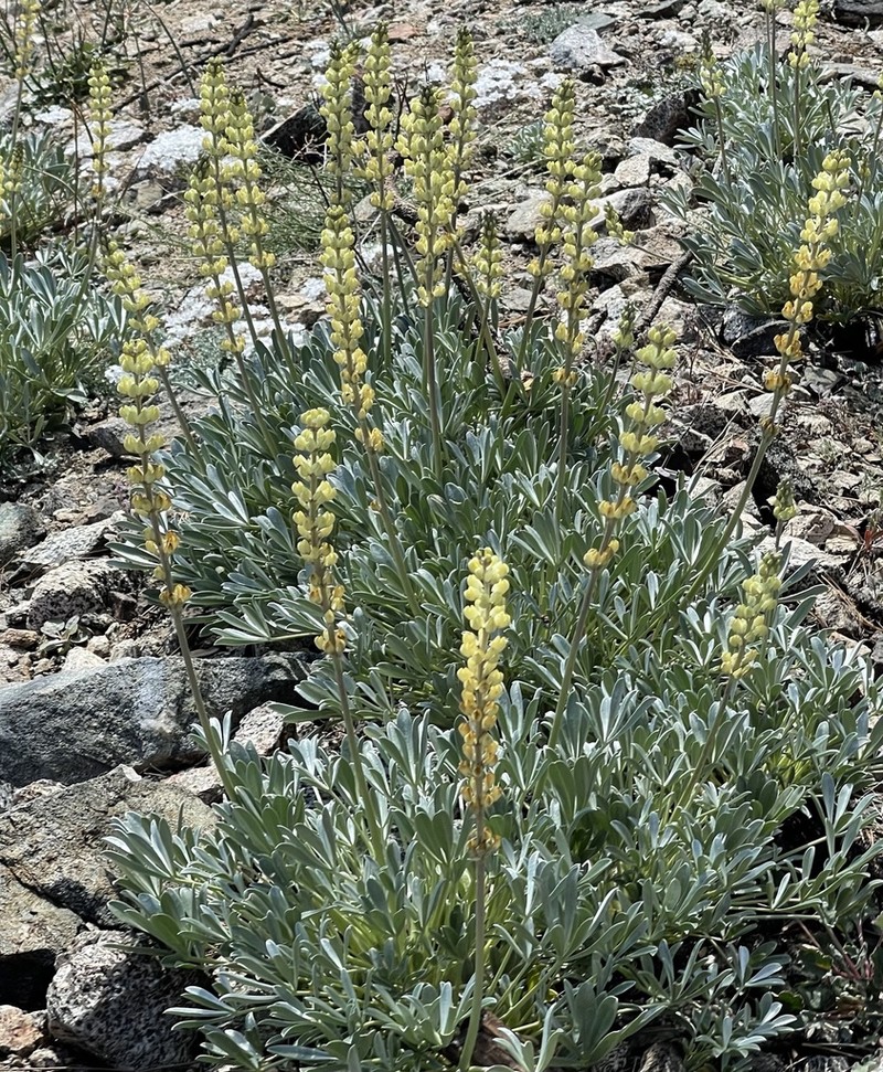 Long Lupine photo 7