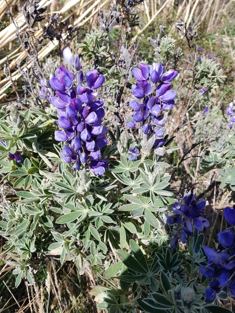 Lupinus penlandianus