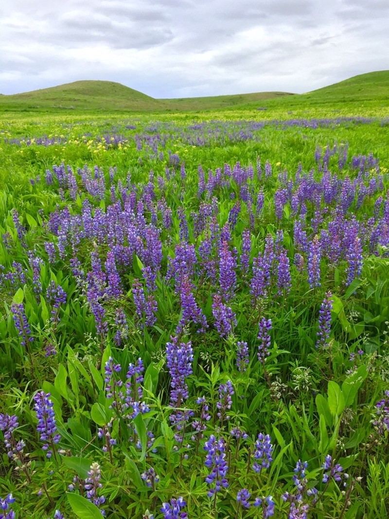 Sundial Lupine photo 2