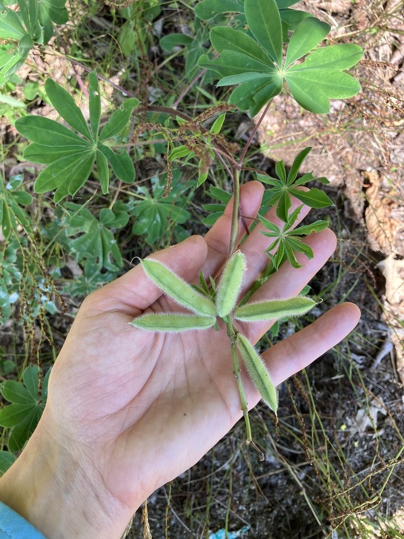 Sundial Lupine photo 3