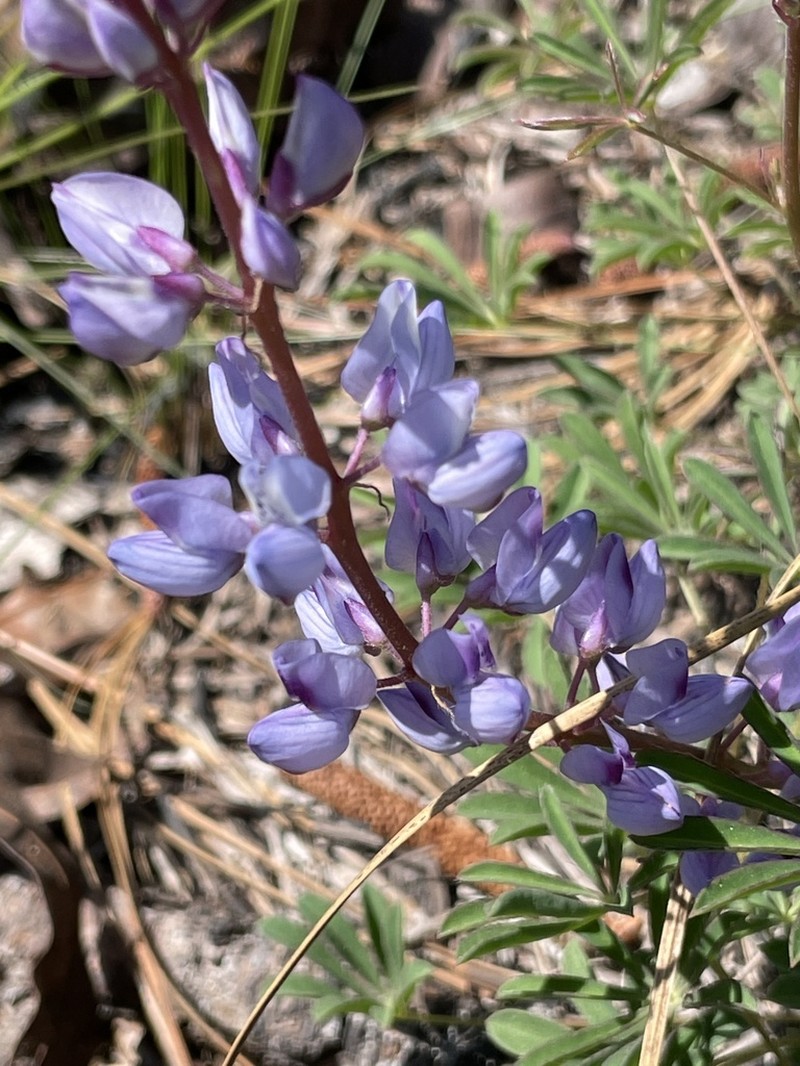 Sundial Lupine photo 4